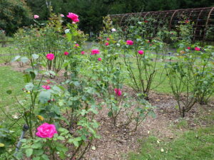 花木園の秋バラ